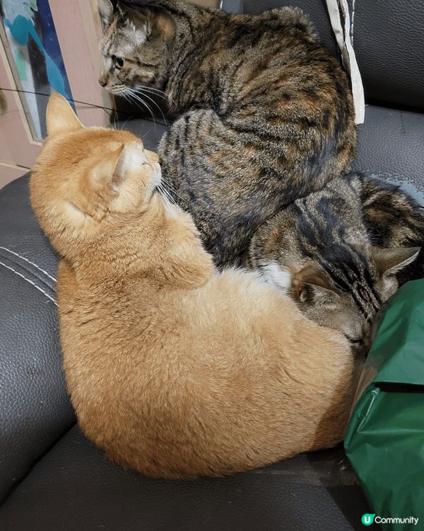 貓咪雖然自我，但也很親人，牠們有時會為建立猫群中的地位和爭地...