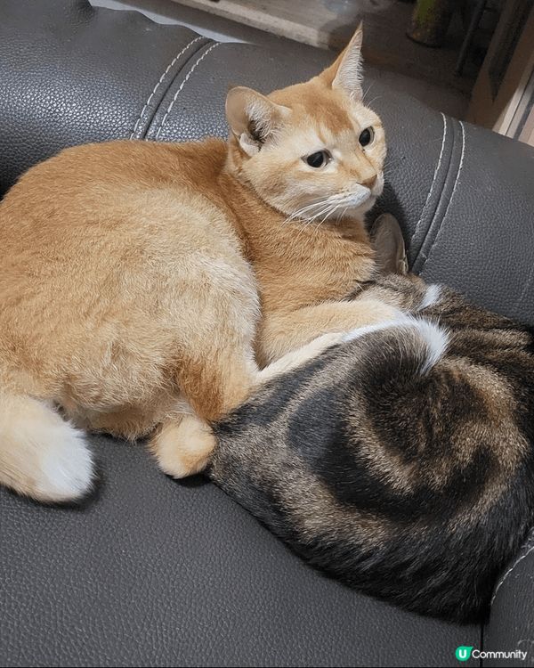 貓咪雖然自我，但也很親人，牠們有時會為建立猫群中的地位和爭地...