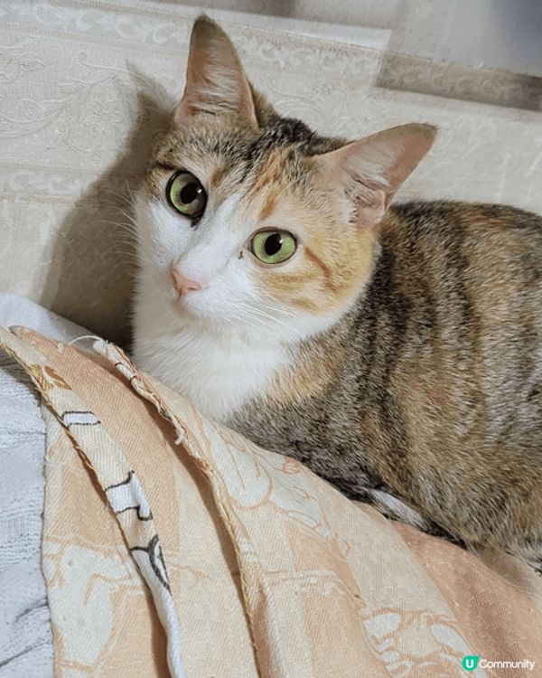 貓咪雖然自我，但也很親人，牠們有時會為建立猫群中的地位和爭地...