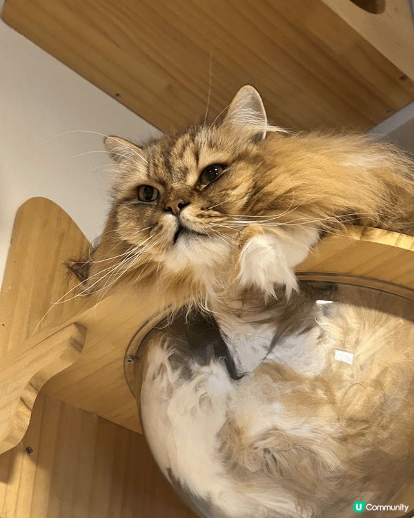 分享一下屋企毛孩嘅搞笑睡姿，反晒肚咁好得意！（毛孩反肚係對環...