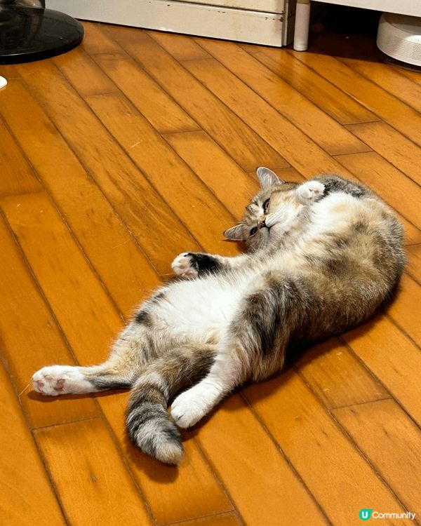 分享一下屋企毛孩嘅搞笑睡姿，反晒肚咁好得意！（毛孩反肚係對環...