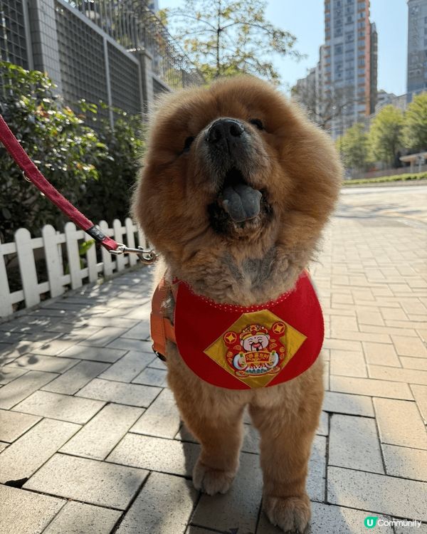 我嘅兩隻小魔怪，一隻大宗師，一隻細唐狗。兩兄弟一肥一瘦。一大...