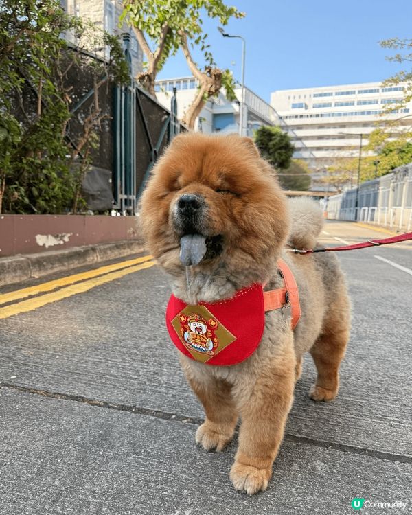 我嘅兩隻小魔怪，一隻大宗師，一隻細唐狗。兩兄弟一肥一瘦。一大...