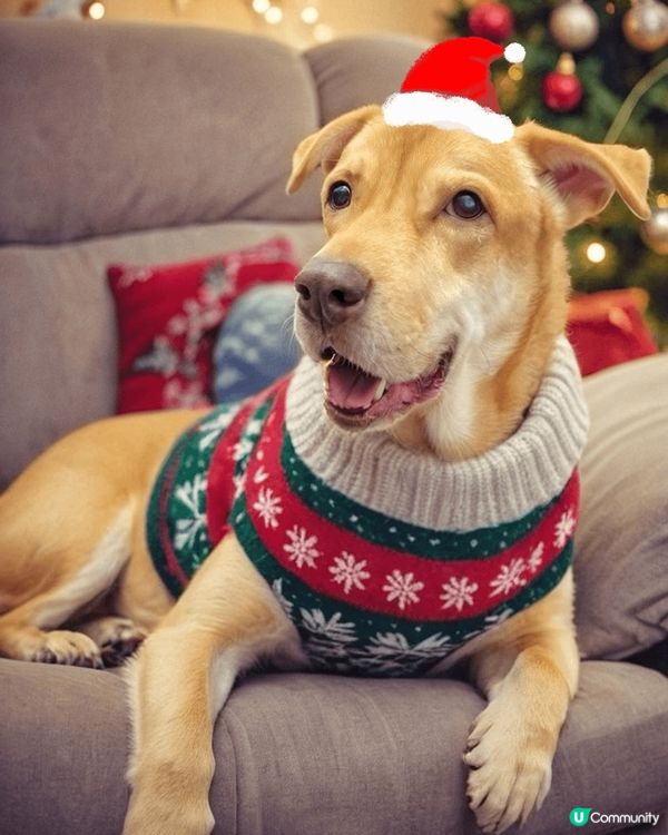 我嘅兩隻小魔怪，一隻大宗師，一隻細唐狗。兩兄弟一肥一瘦。一大...