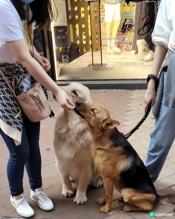  請大力支持🐶🐈