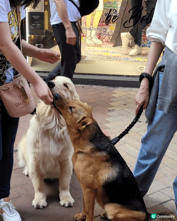  請大力支持🐶🐈