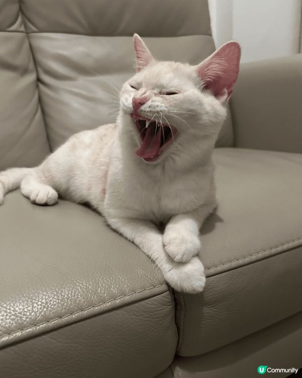 以上相片都是我家主子Kimo的成長歷程，有一張相是主子與印有...