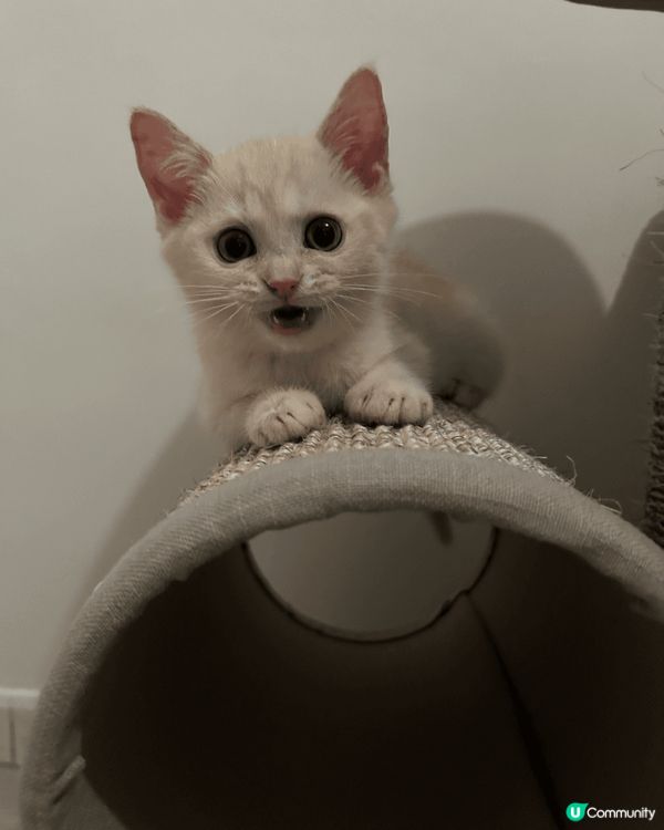 以上相片都是我家主子Kimo的成長歷程，有一張相是主子與印有...