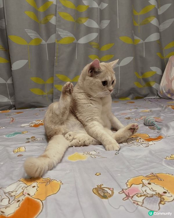 以上相片都是我家主子Kimo的成長歷程，有一張相是主子與印有...