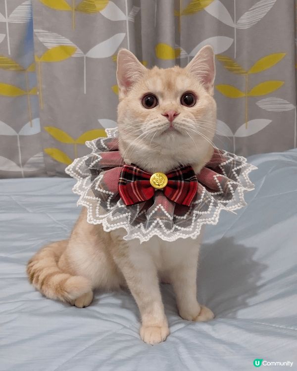 以上相片都是我家主子Kimo的成長歷程，有一張相是主子與印有...