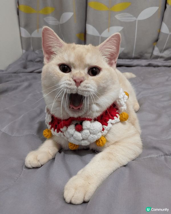 以上相片都是我家主子Kimo的成長歷程，有一張相是主子與印有...