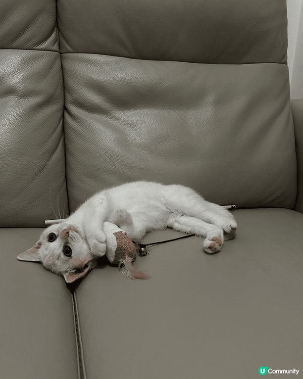 以上相片都是我家主子Kimo的成長歷程，有一張相是主子與印有...