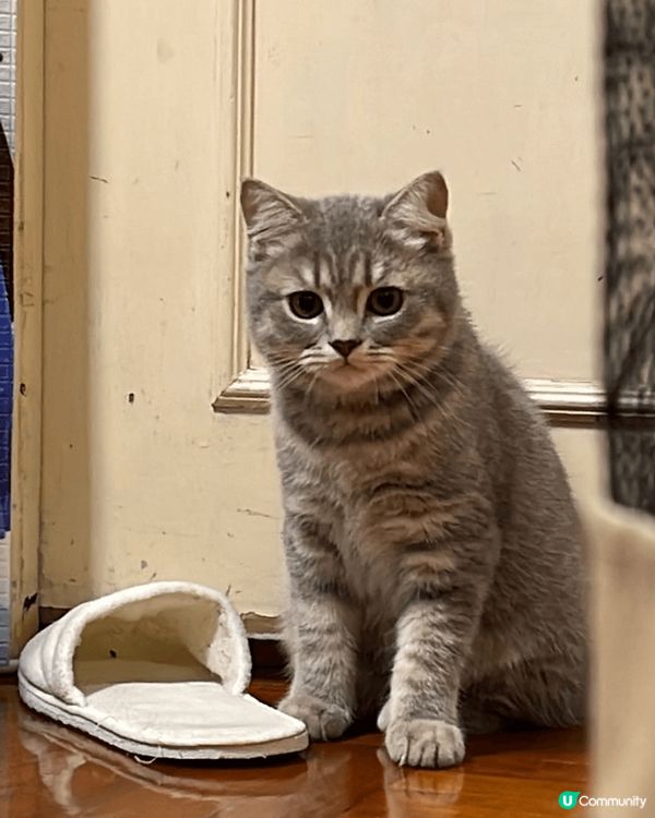 呢隻貓貓係混血兒黎嫁，英短mix美短，叫棉花糖，佢平時最鐘意...