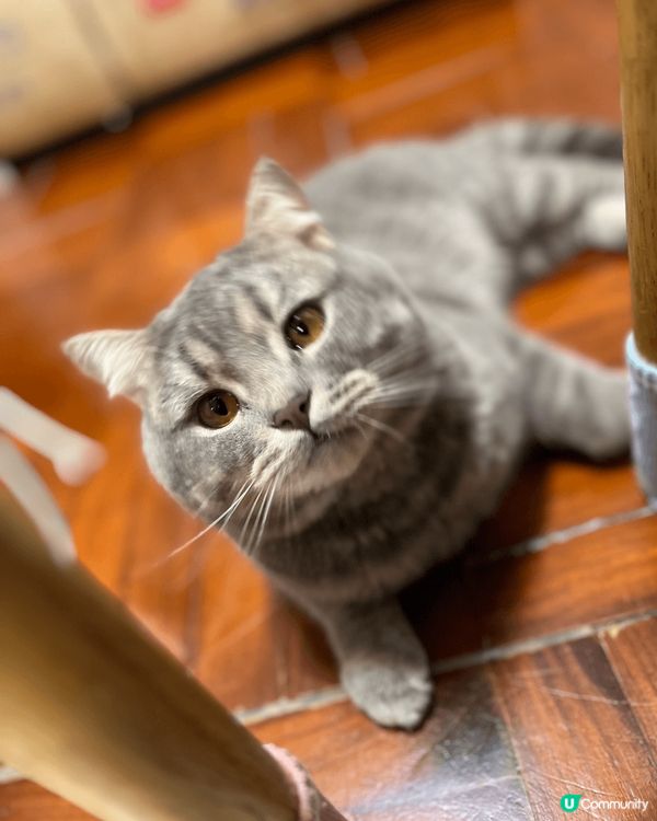 呢隻貓貓係混血兒黎嫁，英短mix美短，叫棉花糖，佢平時最鐘意...