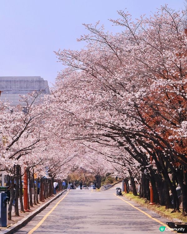 韓國本地人賞櫻勝地🌸櫻花祝祭開始啦！