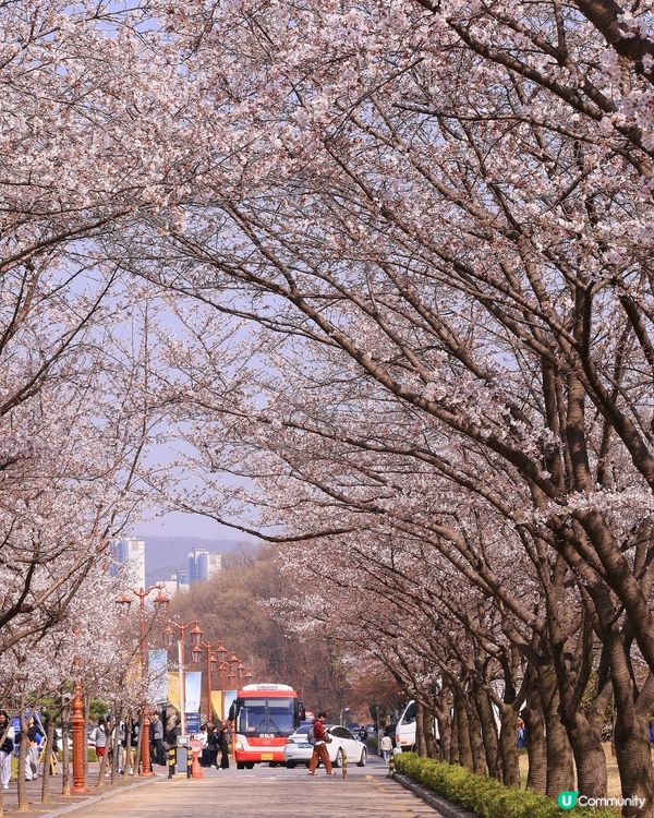韓國本地人賞櫻勝地🌸櫻花祝祭開始啦！