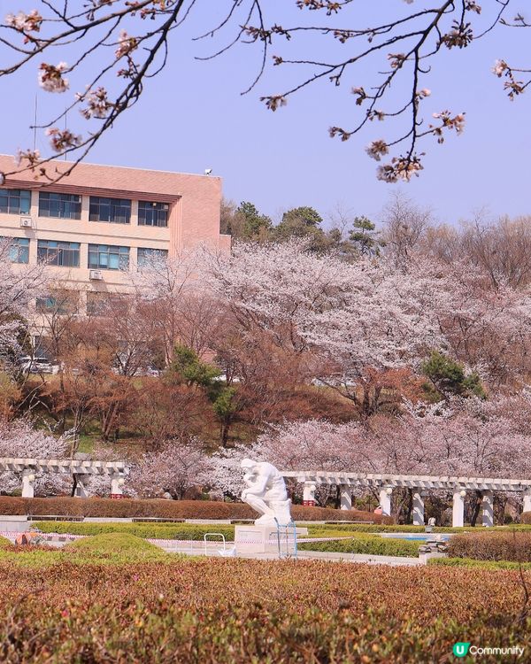 韓國本地人賞櫻勝地🌸櫻花祝祭開始啦！