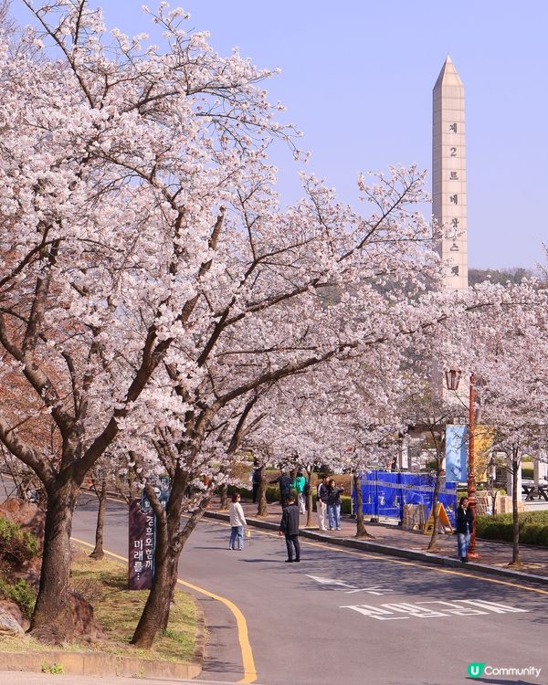 韓國本地人賞櫻勝地🌸櫻花祝祭開始啦！