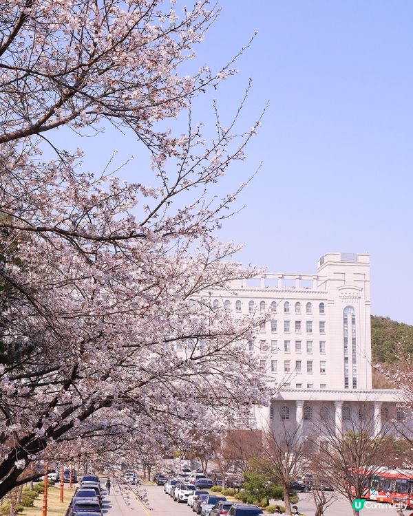 韓國本地人賞櫻勝地🌸櫻花祝祭開始啦！