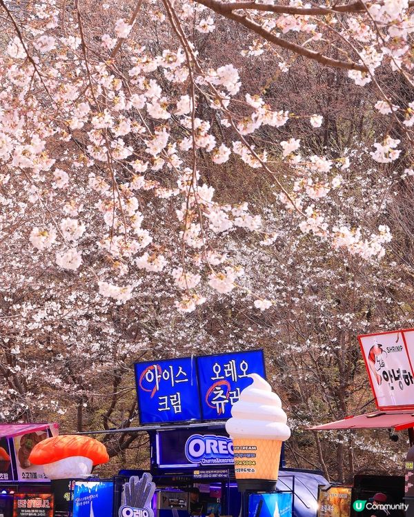 韓國本地人賞櫻勝地🌸櫻花祝祭開始啦！