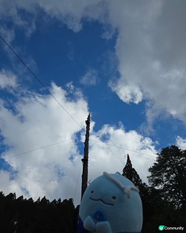 阿里山一日遊🌳