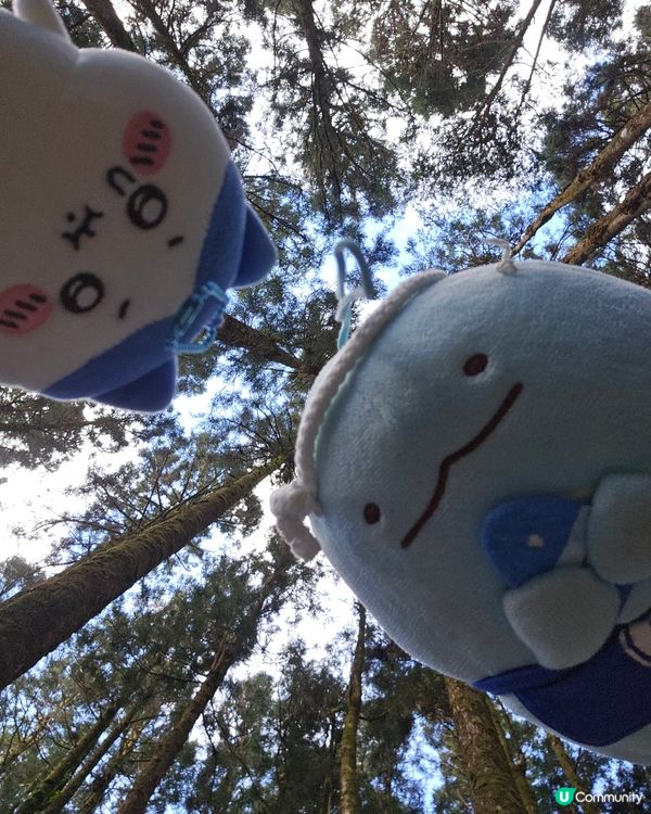 阿里山一日遊🌳