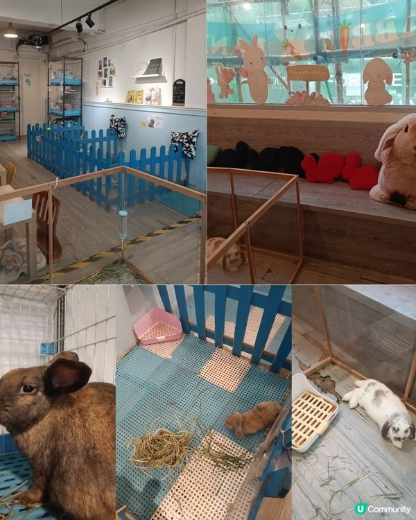 親子好去處 | Rabbitland兔仔Cafe | 銅鑼灣