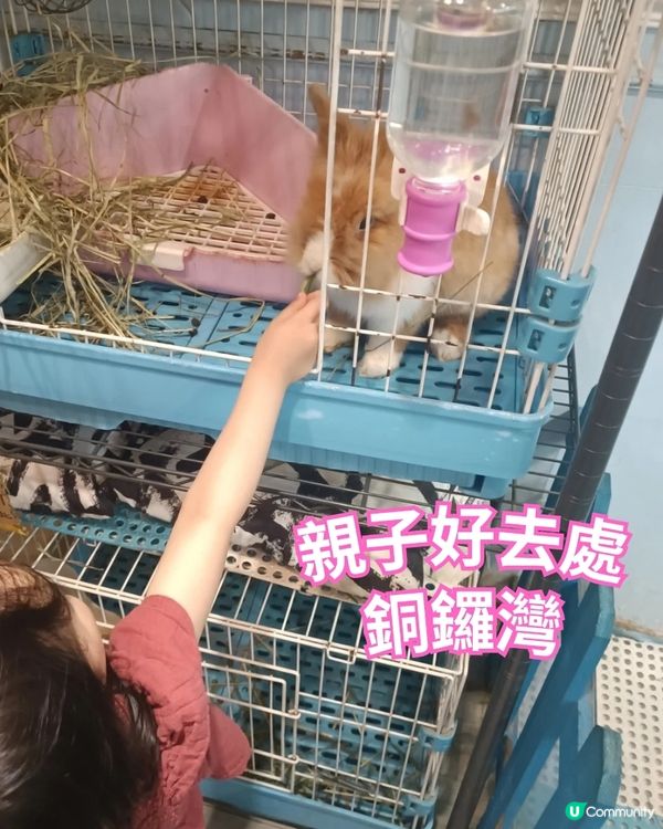親子好去處 | Rabbitland兔仔Cafe | 銅鑼灣