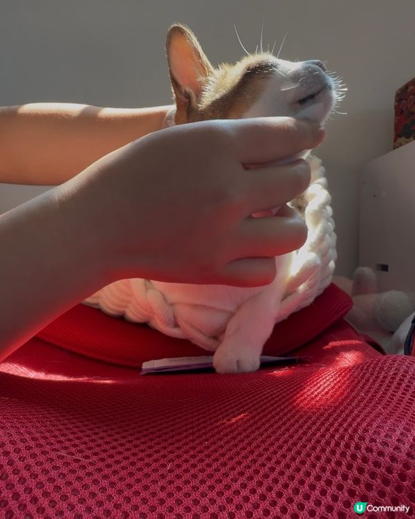 Apt petcare 寵物護理入門套裝試用