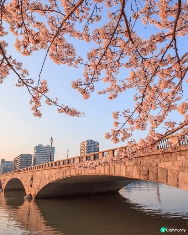 新潟信濃川🌸滿開啦！🤩
