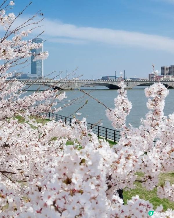 新潟信濃川🌸滿開啦！🤩