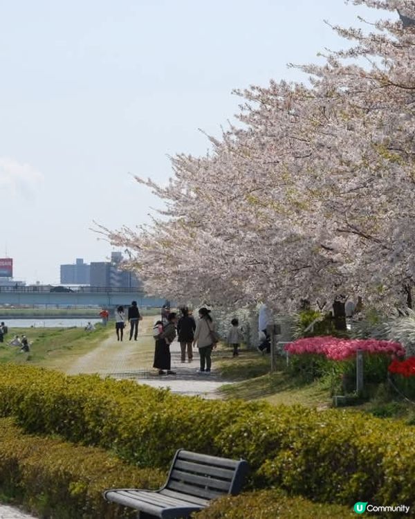 新潟信濃川🌸滿開啦！🤩