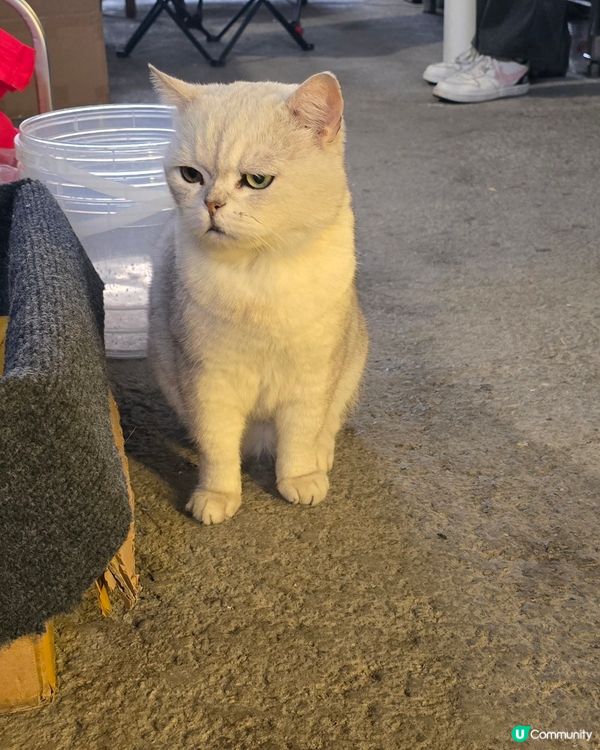 #貓貓日常 #主子 #短毛貓 #別要再蝨眠 #喵汪零細菌