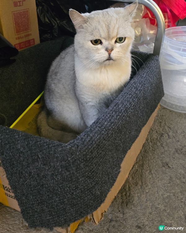 #貓貓日常 #主子 #短毛貓 #別要再蝨眠 #喵汪零細菌