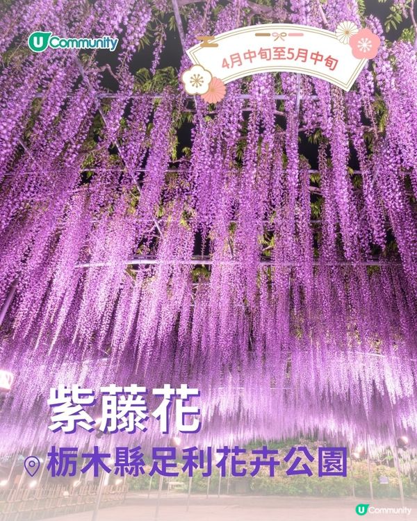 【2025日本賞花攻略🌸】4至6月賞花熱點一覽💕