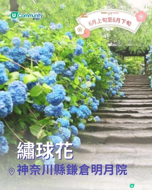 【2025日本賞花攻略🌸】4至6月賞花熱點一覽💕