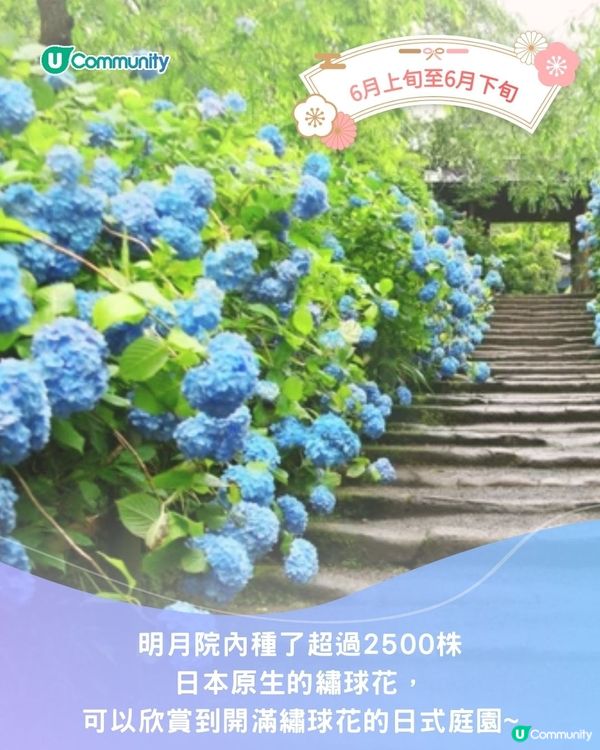 【2025日本賞花攻略🌸】4至6月賞花熱點一覽💕