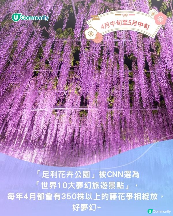 【2025日本賞花攻略🌸】4至6月賞花熱點一覽💕