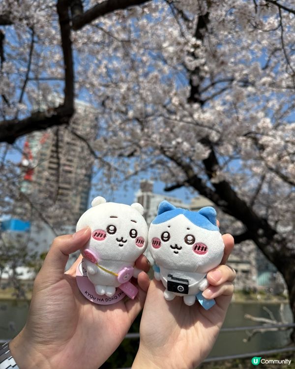 福岡賞櫻花好地方🌸舞鶴公園🥰