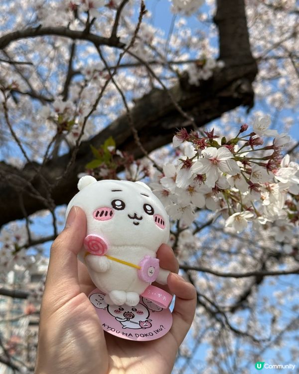 福岡賞櫻花好地方🌸舞鶴公園🥰