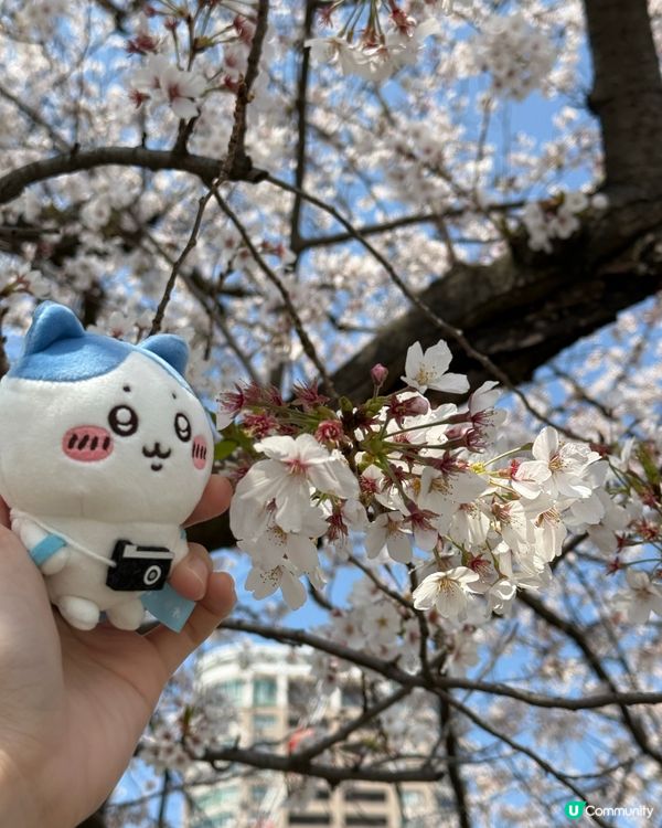 福岡賞櫻花好地方🌸舞鶴公園🥰