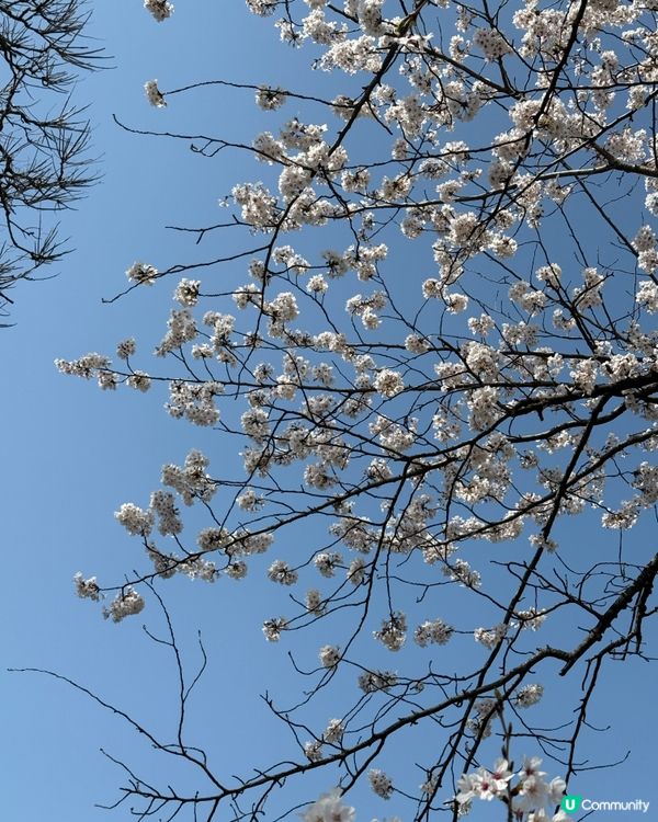 福岡賞櫻花好地方🌸舞鶴公園🥰