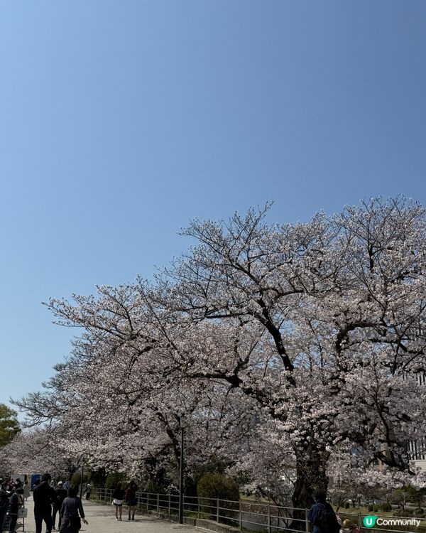 福岡賞櫻花好地方🌸舞鶴公園🥰