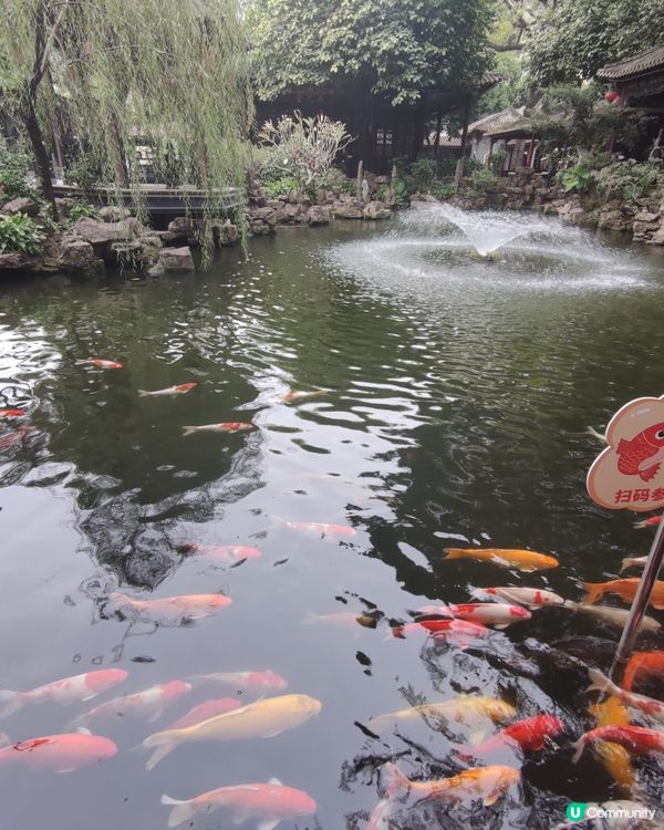 郊外錦鯉池打卡📸  正到爆燈！🔥
