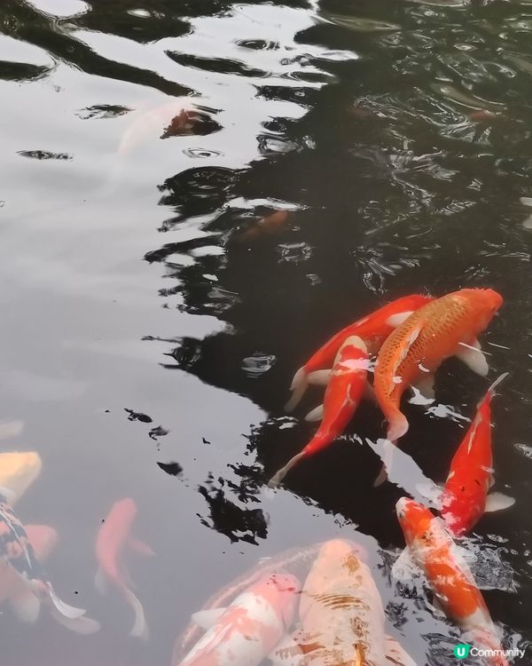 郊外錦鯉池打卡📸  正到爆燈！🔥