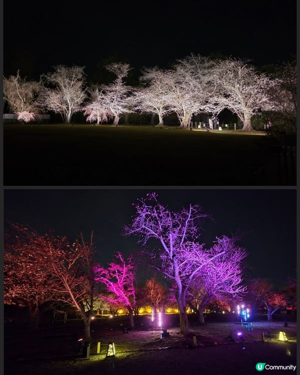 🌸京都『NAKED meets二條城櫻花祭』🌸