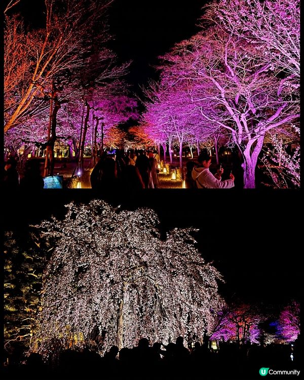 🌸京都『NAKED meets二條城櫻花祭』🌸