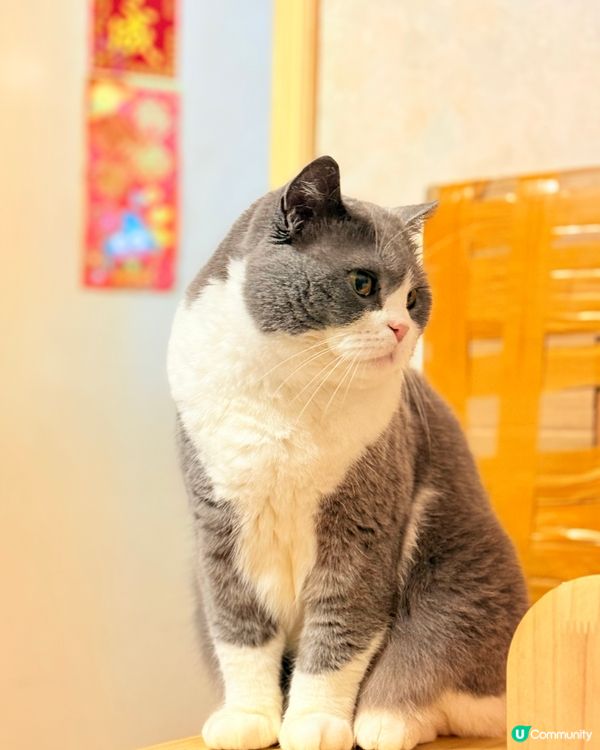 🐈‍⬛ 六歲英國短毛貓日常 🤪