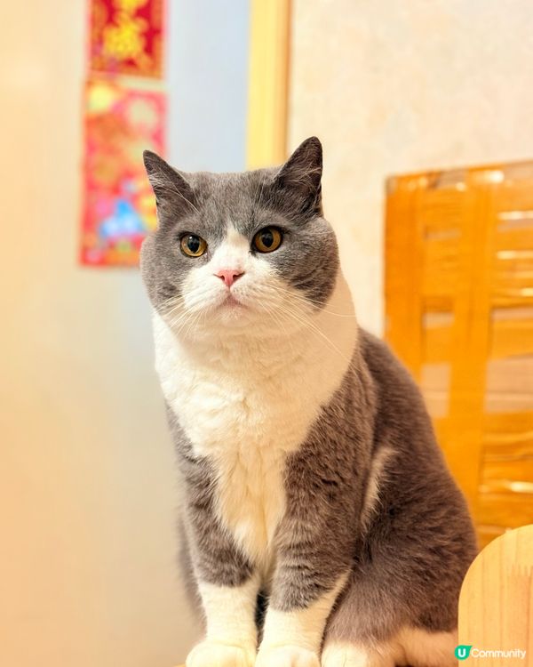 🐈‍⬛ 六歲英國短毛貓日常 🤪