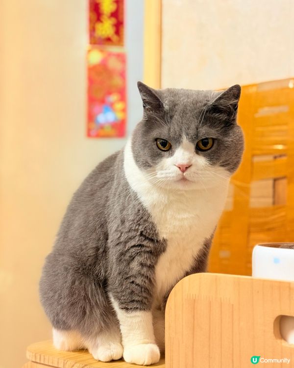 🐈‍⬛ 六歲英國短毛貓日常 🤪